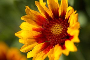 Blanket Flower Blooming